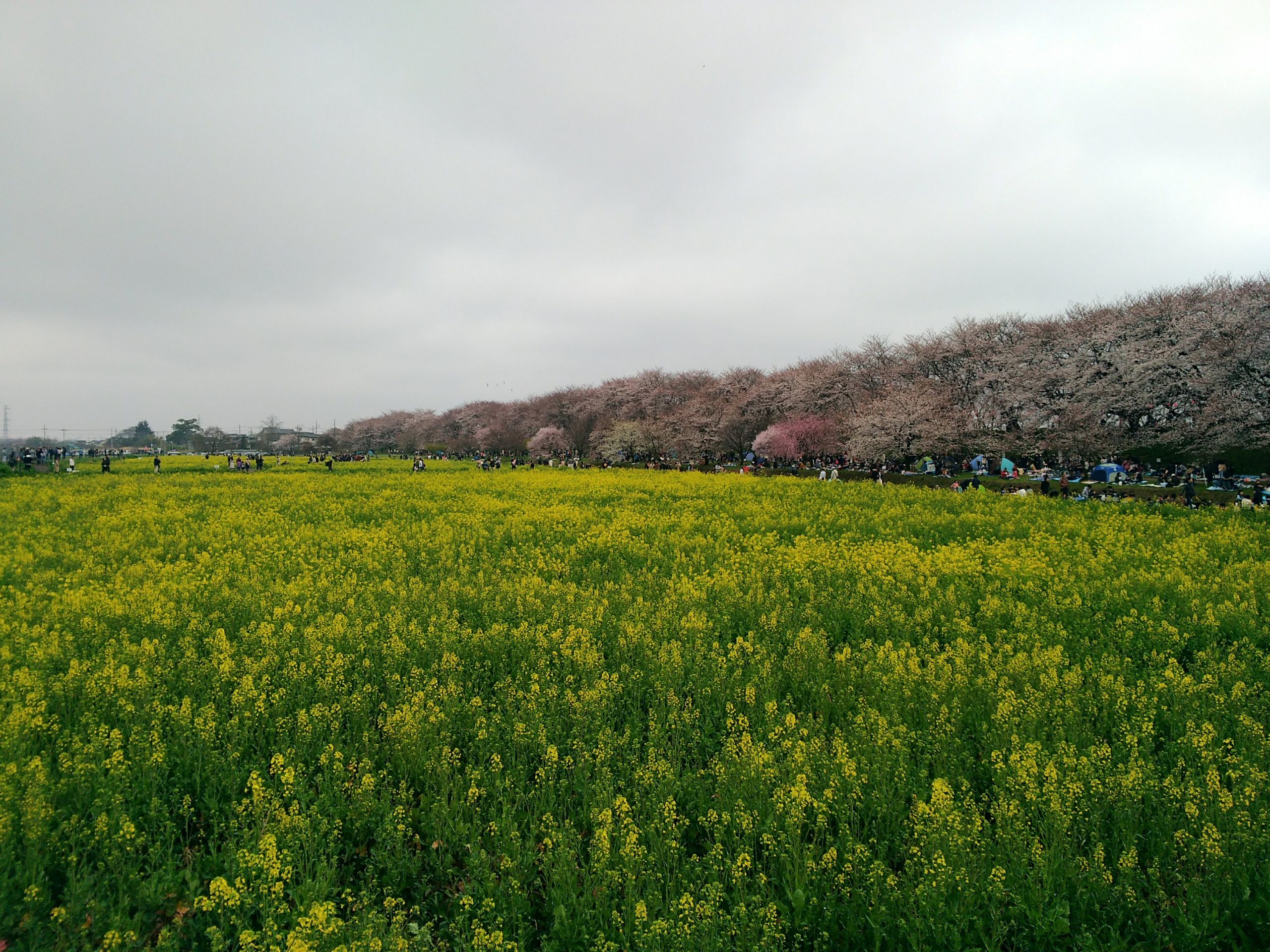 埼玉幸手市の権現堂桜祭りが壮観！